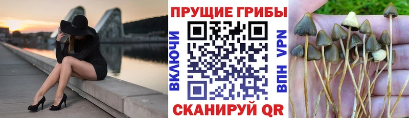 Галлюциногенные грибы Psilocybine cubensis Аркадак